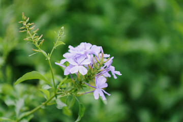 Plumbago Auriculata