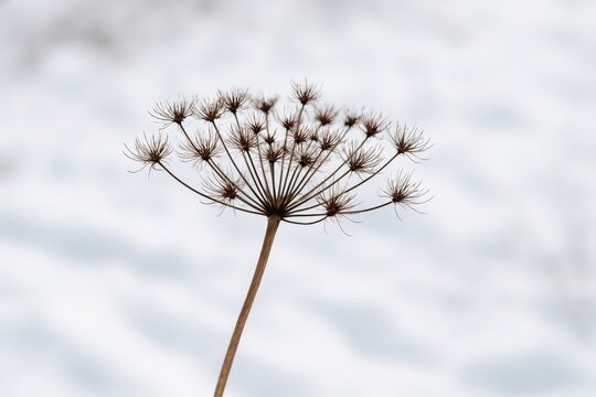 Seasonal dried conium herb in cold weather
