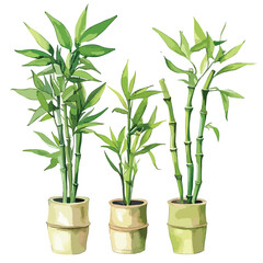 Obraz premium Three bamboo plants in bamboo pots watercolor style with vibrant green leaves