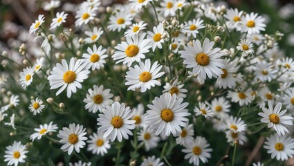 Fototapeta premium Close-up shot of a bunch of white daisy flowers
