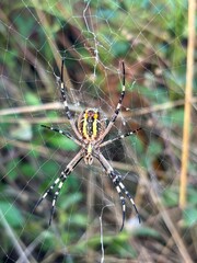 Araña avispa en su tela. Montnegre El Corredor Agosto 2025