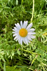 Margarita en la Vall de Boí en julio 2025