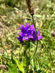  orquídeas salvajes en los pastos de las Vall d'aran julio 2015