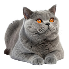 Adorable british shorthair cat with bright orange eyes sitting calmly isolated on transparent background