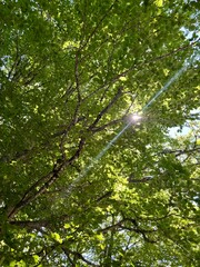 Fototapeta premium Sol a través de un árbol en la Vall d'Aran en Julio de 2025