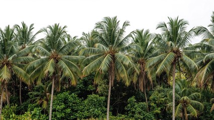 Obraz premium High-resolution photos of isolated coconut and palm trees against a white backdrop