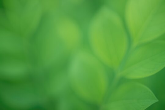 Fototapeta Out-of-focus nature scene with leaf motif