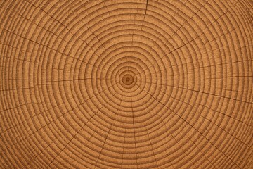 Fototapeta premium Close-up shot highlighting the texture of wood for background use