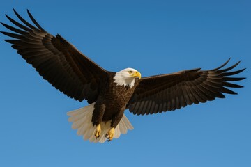 Naklejka premium Soaring eagle with extended wings against a bright blue sky backdrop