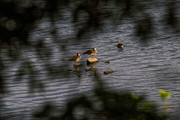 물 바위 위에 올라가있는 원앙