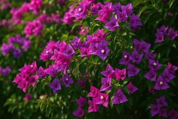 Fototapeta premium Colorful climbing plant featuring pink and purple Bougainvillea flowers