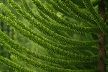 Fototapeta premium Varieties of branches from the araucaria tree