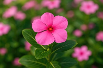 Stunning display of vibrant pink vinca flowers