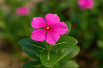 Indoor display of stunning Vinca flower
