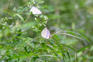 モンシロチョウ