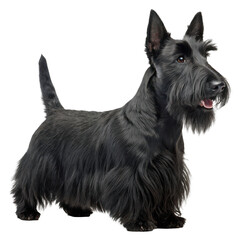 A regal black scottish terrier dog stands proudly with its distinctive wiry coat and alert expression isolated on transparent background