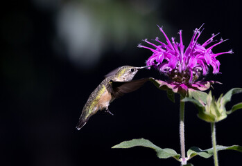 hummingbird with flower