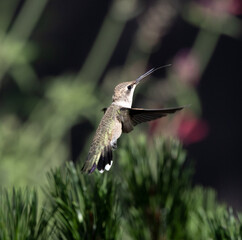 hummingbird in flight