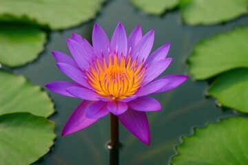 Elegant purple lotus flower in full bloom on the water surface