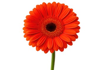 Vibrant gerbera flower displayed on a clean white background