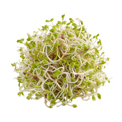 Green white alfalfa sprouts on transparent background