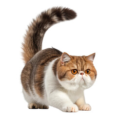 Obraz premium Adorable exotic shorthair cat with flat face and fluffy tail in a playful pose isolated on transparent background