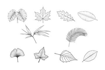 Hand Drawn Botanical Leaf Sketches Collection on Transparent Background