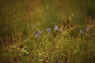 Small purple wildflowers blooming in the meadow grass in spring