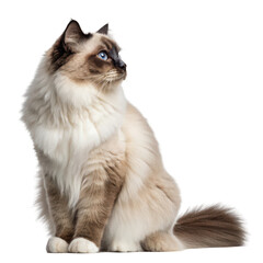 Beautiful fluffy birman cat with blue eyes sitting and looking to the side isolated on transparent background