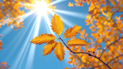 Golden sunlight illuminating an autumn ashberry leaf in the sky