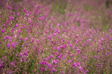 Pretty daboecia cantabrica in bloom, on a sunny summer's day
