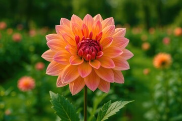 Elegant Flower Display in a Park or Garden Featuring a Dalia Blossom