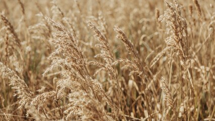 Fototapeta premium Abstract backdrop featuring pampas and reed grass in a calm outdoor environment