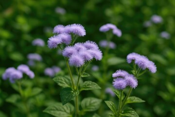 The presence of Ageratum conyzoides, referred to as bandotan, across Indonesia
