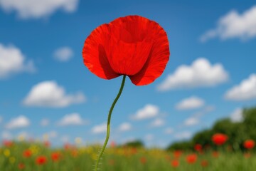 Obraz premium The colorful ascent of a poppy flower reaching for the sky in a vivid display