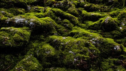 Green moss covers a large rock beside a flowing stream in a lush, natural forest