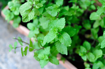 peppermint plant, marsh mint or mentha cordifolia