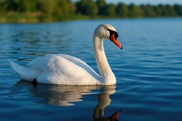 A beautiful bird gliding across the calm waters of a lake