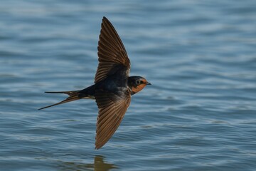Bird in flight over a river scene