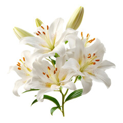 Fototapeta premium Fresh White Lily Isolated Transparent PNG Design.