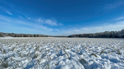 Winter landscape featuring a snowy field with distant trees under a bright blue sky