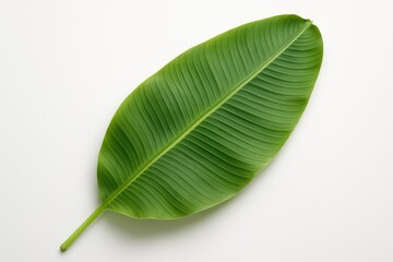 Obraz premium Single banana leaf set against a white background