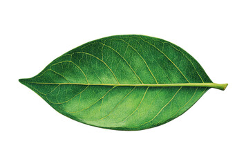 Obraz premium A single green leaf with prominent veins, isolated on a transparent background