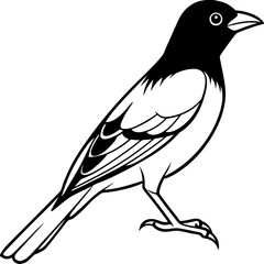 Oriole line art vector