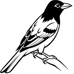 Oriole line art vector