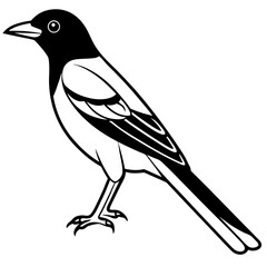 Oriole line art vector
