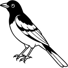 Oriole line art vector