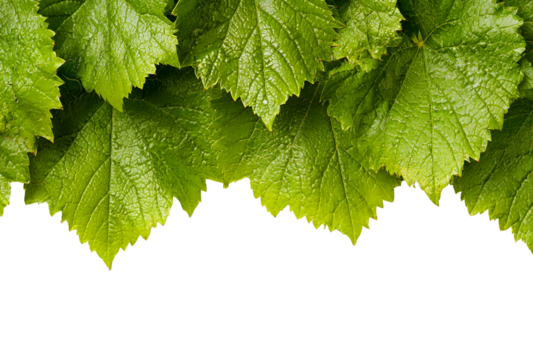 Close up of lush green leaves with detailed veins isolated on transparent background
