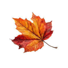 Fototapeta premium Autumn leaf, vibrant reds, oranges, yellows, intricate veins, isolated on black