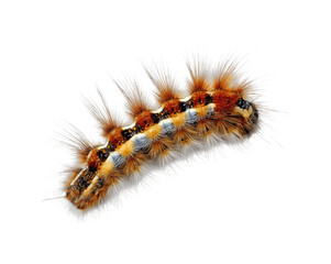 Caterpillar crawling on nature, isolated on transparent background, png